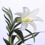 Easter Lily